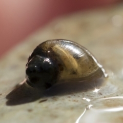 Austropeplea sp. (genus) at Illilanga & Baroona - 12 Aug 2018 02:52 PM