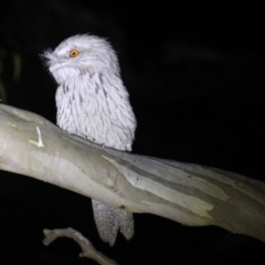 Podargus strigoides (Tawny Frogmouth) at Gundaroo, NSW - 21 Oct 2016 by Gunyijan