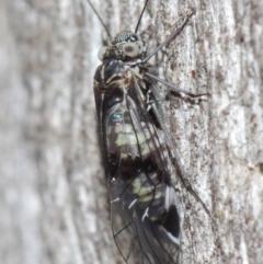 Psocodea 'Psocoptera' sp. (order) (Unidentified plant louse) at Acton, ACT - 30 May 2019 by TimL