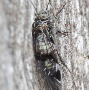 Psocodea 'Psocoptera' sp. (order) at Acton, ACT - 31 May 2019