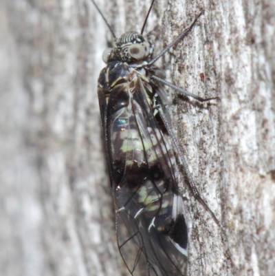 Psocodea 'Psocoptera' sp. (order) (Unidentified plant louse) at ANBG - 30 May 2019 by TimL