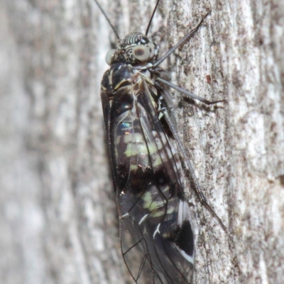 Psocodea 'Psocoptera' sp. (order) (Unidentified plant louse) at Acton, ACT - 31 May 2019 by TimL