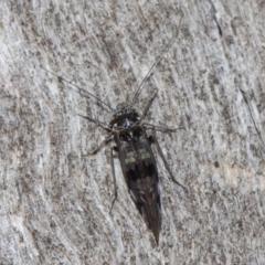 Psocodea 'Psocoptera' sp. (order) at Acton, ACT - 31 May 2019