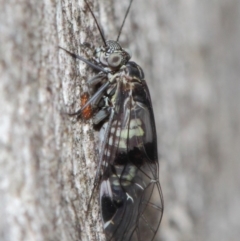 Psocodea 'Psocoptera' sp. (order) at Acton, ACT - 31 May 2019 09:25 AM