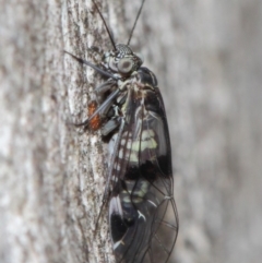 Psocodea 'Psocoptera' sp. (order) at Acton, ACT - 31 May 2019