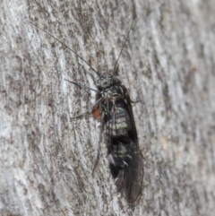 Psocodea 'Psocoptera' sp. (order) at Acton, ACT - 31 May 2019 09:25 AM