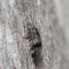 Psocodea 'Psocoptera' sp. (order) at Acton, ACT - 31 May 2019