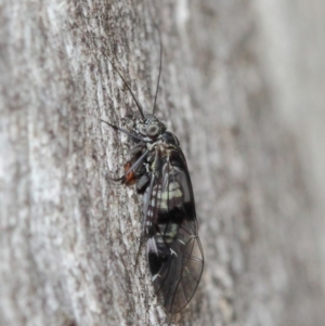 Psocodea 'Psocoptera' sp. (order) at Acton, ACT - 31 May 2019 09:25 AM