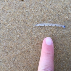 Actinopterygii (class) at Bermagui, NSW - 8 Jun 2019