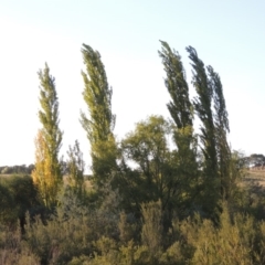 Populus nigra (Lombardy Poplar) at Paddys River, ACT - 27 Mar 2019 by MichaelBedingfield