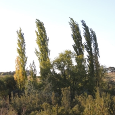 Populus nigra (Lombardy Poplar) at Paddys River, ACT - 27 Mar 2019 by michaelb