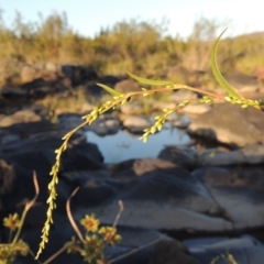 Persicaria hydropiper (Water Pepper) at Tuggeranong DC, ACT - 27 Mar 2019 by MichaelBedingfield
