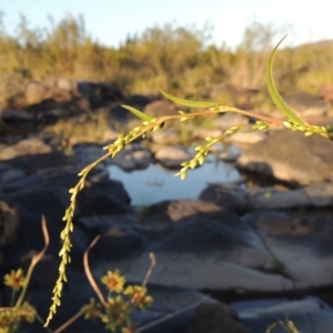 Persicaria hydropiper at Tuggeranong DC, ACT - 27 Mar 2019