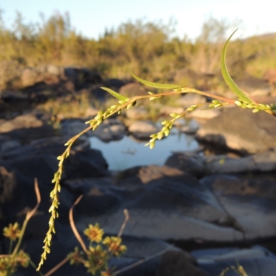 Persicaria hydropiper (Water Pepper) at Tuggeranong DC, ACT - 27 Mar 2019 by MichaelBedingfield