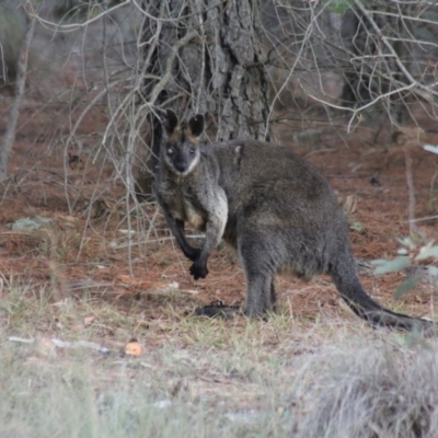 Wallabia bicolor (Swamp Wallaby) at Gundaroo, NSW - 2 Jan 2019 by Gunyijan
