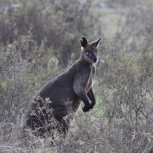 Wallabia bicolor at Gundaroo, NSW - 2 Jan 2019