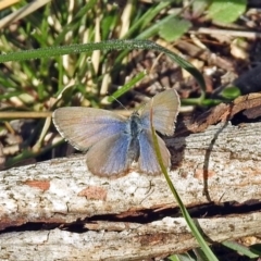 Zizina otis (Common Grass-Blue) at Namadgi National Park - 9 Jun 2019 by RodDeb