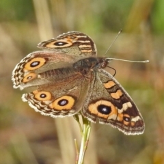 Junonia villida (Meadow Argus) at Namadgi National Park - 9 Jun 2019 by RodDeb