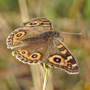 Junonia villida at Paddys River, ACT - 9 Jun 2019 01:25 PM