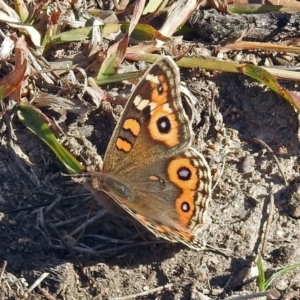 Junonia villida at Paddys River, ACT - 9 Jun 2019 01:25 PM