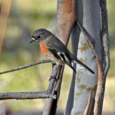 Petroica boodang (Scarlet Robin) at Tennent, ACT - 9 Jun 2019 by RodDeb