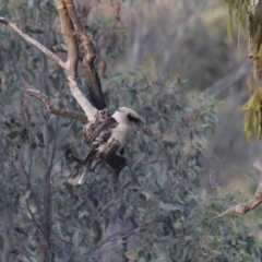 Dacelo novaeguineae (Laughing Kookaburra) at Gundaroo, NSW - 9 May 2019 by Gunyijan