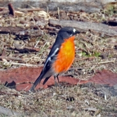 Petroica phoenicea (Flame Robin) at Tharwa, ACT - 9 Jun 2019 by RodDeb