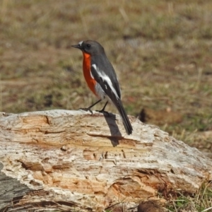 Petroica phoenicea at Tharwa, ACT - 9 Jun 2019