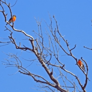 Petroica phoenicea at Tharwa, ACT - 9 Jun 2019