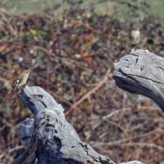 Petroica phoenicea at Tharwa, ACT - 9 Jun 2019