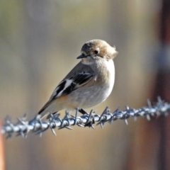 Petroica phoenicea at Tharwa, ACT - 9 Jun 2019