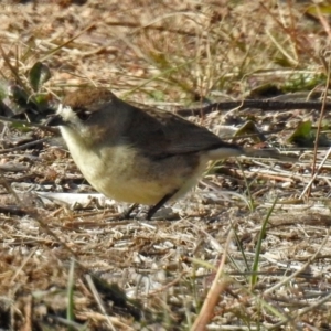 Aphelocephala leucopsis at Tharwa, ACT - 9 Jun 2019