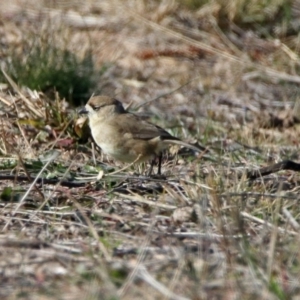 Aphelocephala leucopsis at Tharwa, ACT - 9 Jun 2019