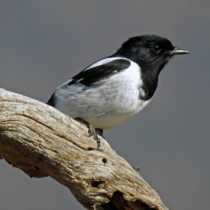 Melanodryas cucullata cucullata at Tharwa, ACT - 9 Jun 2019