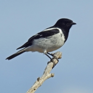 Melanodryas cucullata cucullata at Tharwa, ACT - 9 Jun 2019