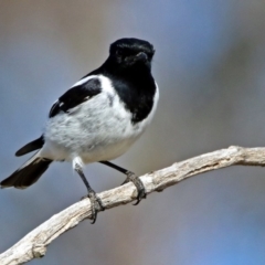 Melanodryas cucullata cucullata at Tharwa, ACT - 9 Jun 2019