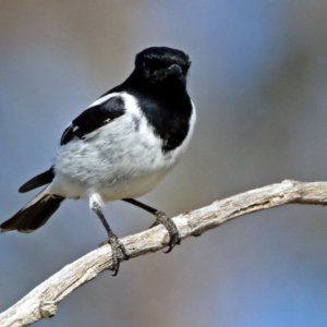 Melanodryas cucullata cucullata at Tharwa, ACT - 9 Jun 2019