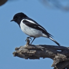 Melanodryas cucullata cucullata at Tharwa, ACT - 9 Jun 2019