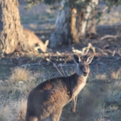 Macropus giganteus (Eastern Grey Kangaroo) at Gundaroo, NSW - 24 May 2019 by Gunyijan