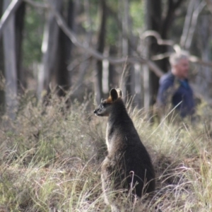 Wallabia bicolor at Gundaroo, NSW - 26 May 2019 11:10 AM