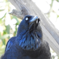 Corvus coronoides (Australian Raven) at Fyshwick, ACT - 9 Jun 2019 by MatthewFrawley