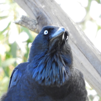 Corvus coronoides (Australian Raven) at Jerrabomberra Wetlands - 9 Jun 2019 by MatthewFrawley