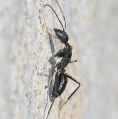 Camponotus sp. (genus) (A sugar ant) at Acton, ACT - 31 May 2019 by TimL