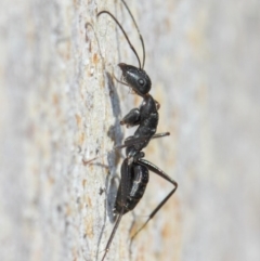 Camponotus sp. (genus) (A sugar ant) at Acton, ACT - 30 May 2019 by TimL