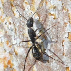 Camponotus sp. (genus) at Acton, ACT - 31 May 2019