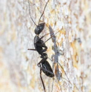 Camponotus sp. (genus) at Acton, ACT - 31 May 2019