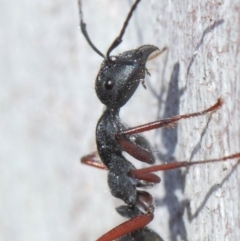 Camponotus suffusus (Golden-tailed sugar ant) at Acton, ACT - 30 May 2019 by TimL