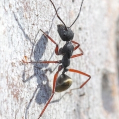 Camponotus suffusus at Acton, ACT - 31 May 2019