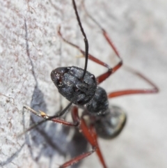 Camponotus suffusus at Acton, ACT - 31 May 2019 09:50 AM