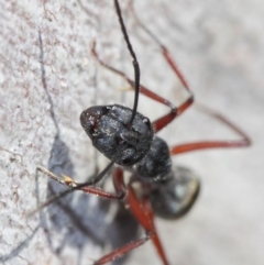 Camponotus suffusus at Acton, ACT - 31 May 2019
